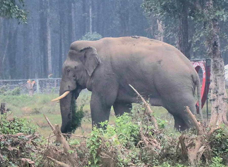 मोरङको बेलबारी, सुन्दरहरैँचा, केराबारीमा जङ्गली हात्तीको उपद्रो