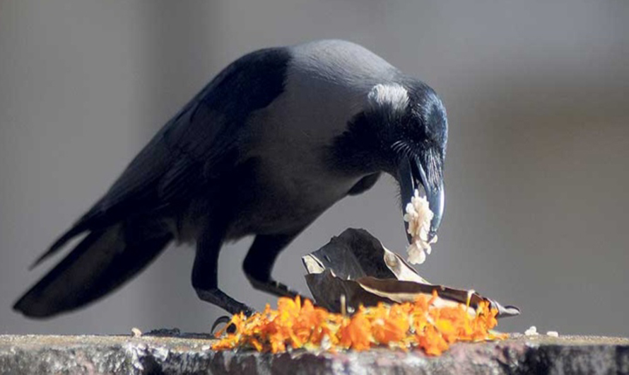 आज काग तिहार मनाइँदै