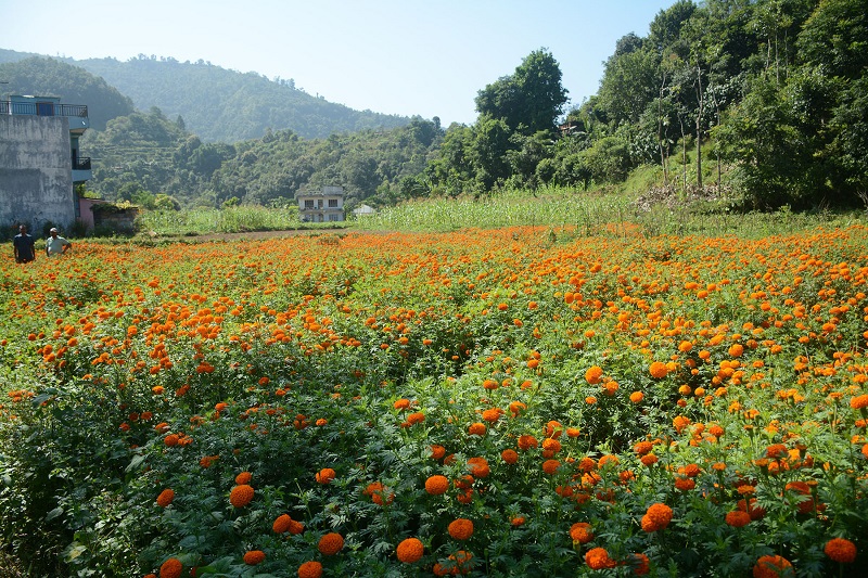 पुष्प व्यवसायः आठ अर्ब ८३ करोड लगानी, ५३ हजारलाई रोजगारी