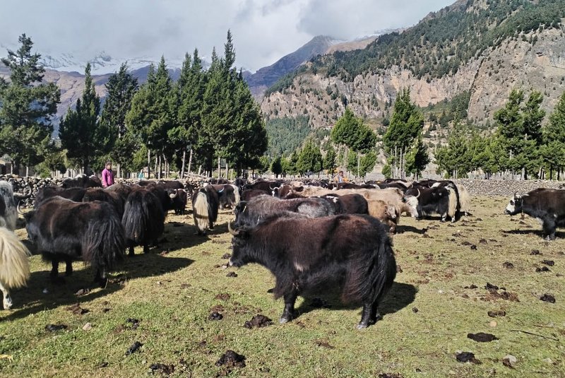 हिमपातपछि मुस्ताङका याक चौँरी बेँसीमा स्थान्तरण