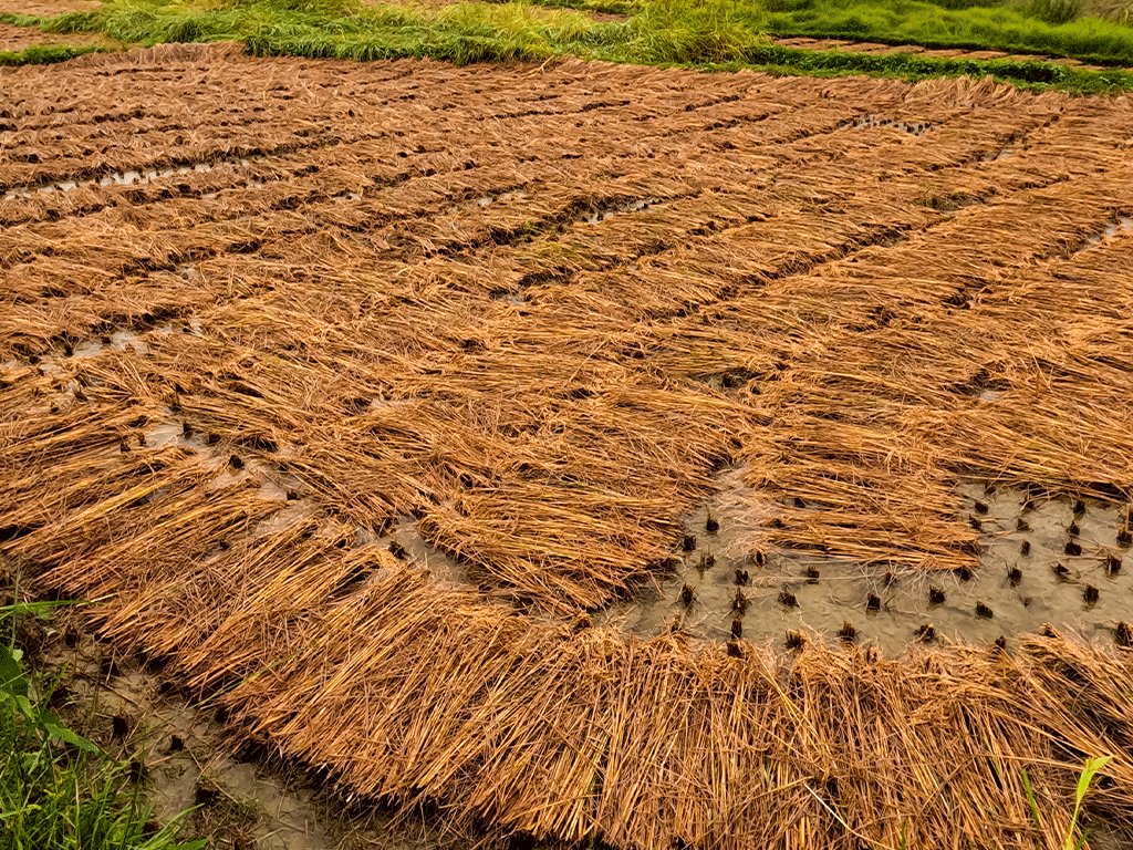 वर्षाका कारण धान उत्पादनमा तीन लाख मेट्रिक टनले कमी आउने