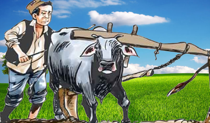 कञ्चनपुरमा मुक्त हलिया पुनःस्थापनको कार्य अलपत्र