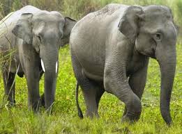 त्रियुगा क्षेत्रका १२ घरमा हात्तीद्वारा क्षति