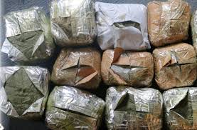 पाँच सय किलो गाँजासहित दश जना पक्राउ