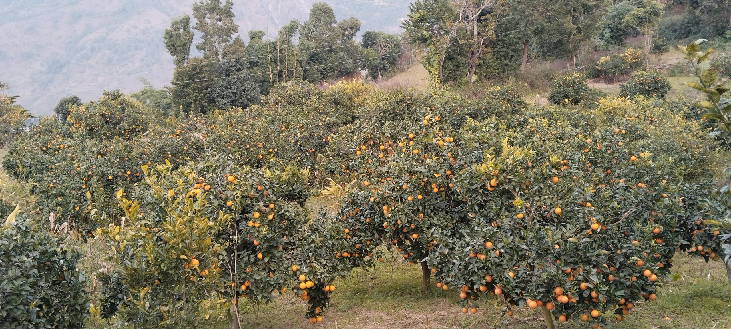 राम्रो मूल्य पाइने आशामा बोटमै जुनार