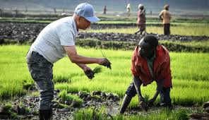 रूसतर्फ अफ्रिकी किसान सार्ने पहल