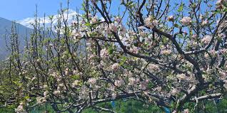 स्याउका बोट सेताम्मे