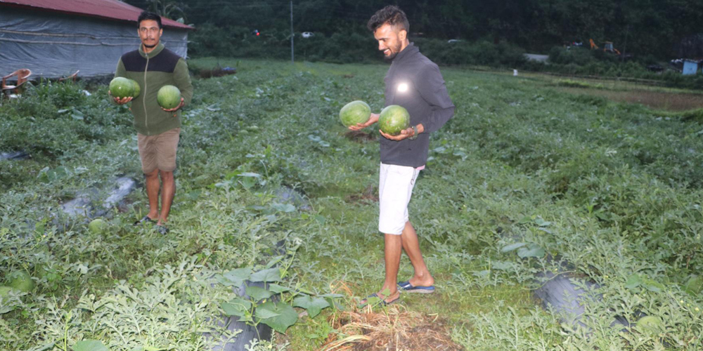 खोला किनारमा तरबुजाखेती,दैनिक १२ हजारको कारोबार