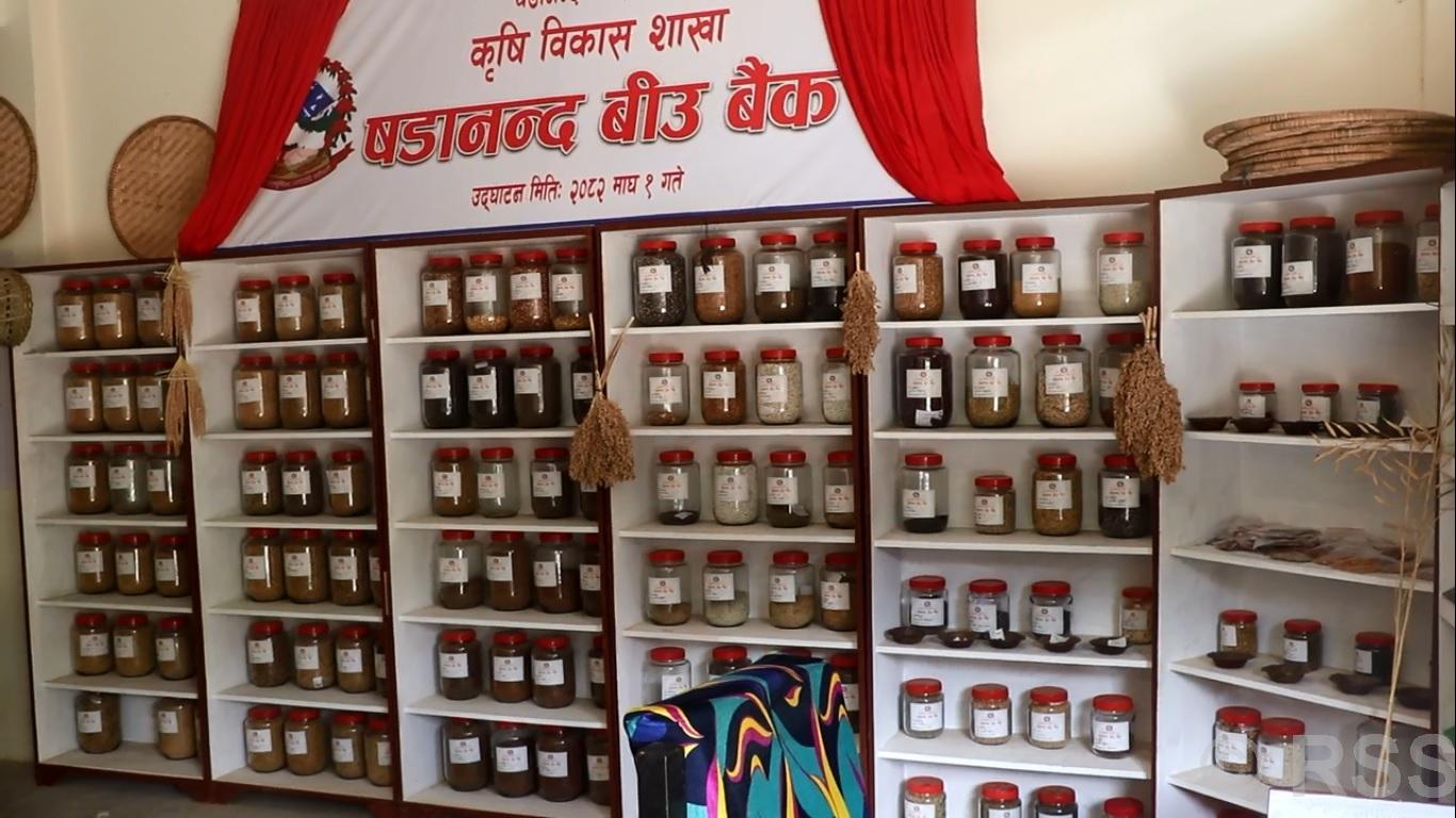 बीउ बैंकमार्फत रैथाने बाली संरक्षणमा जुट्दै ‘षडानन्द’