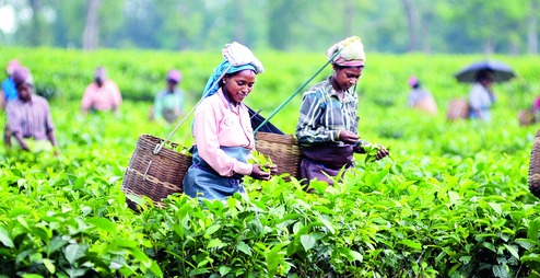 चिया उद्योग बन्द गर्ने उद्योगीको घोषणा