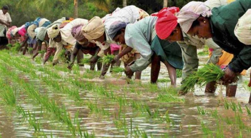 मधेस प्रदेशमा ५८ प्रतिशत धान रोपाइँ