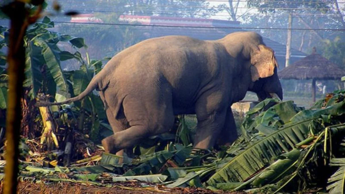 हात्तीको आक्रमणमा आमाछोराको मृत्यु