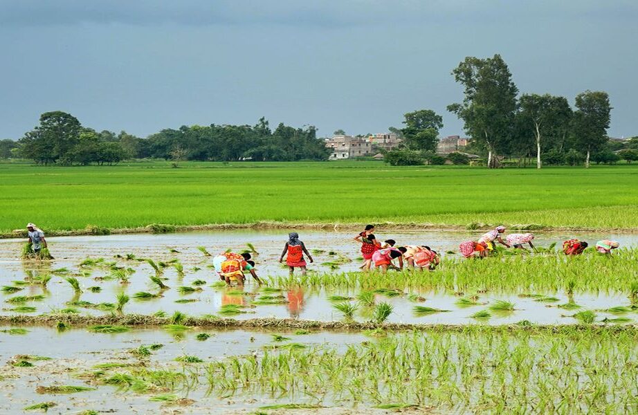 देशभर ५० प्रतिशत धान रोपाइँ सम्पन्न