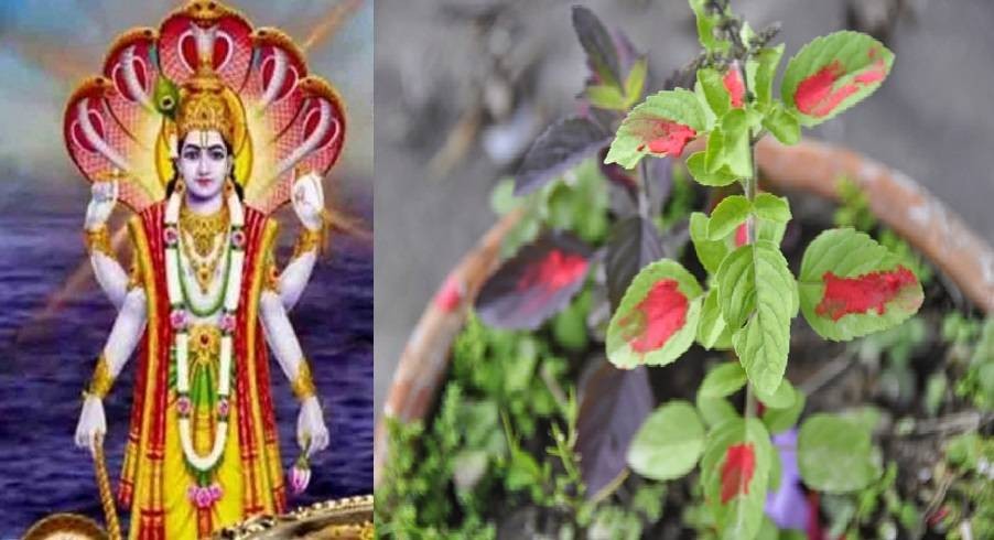आज हरिशयनी एकादशी : तुलसीको बिरुवा सारिँदै