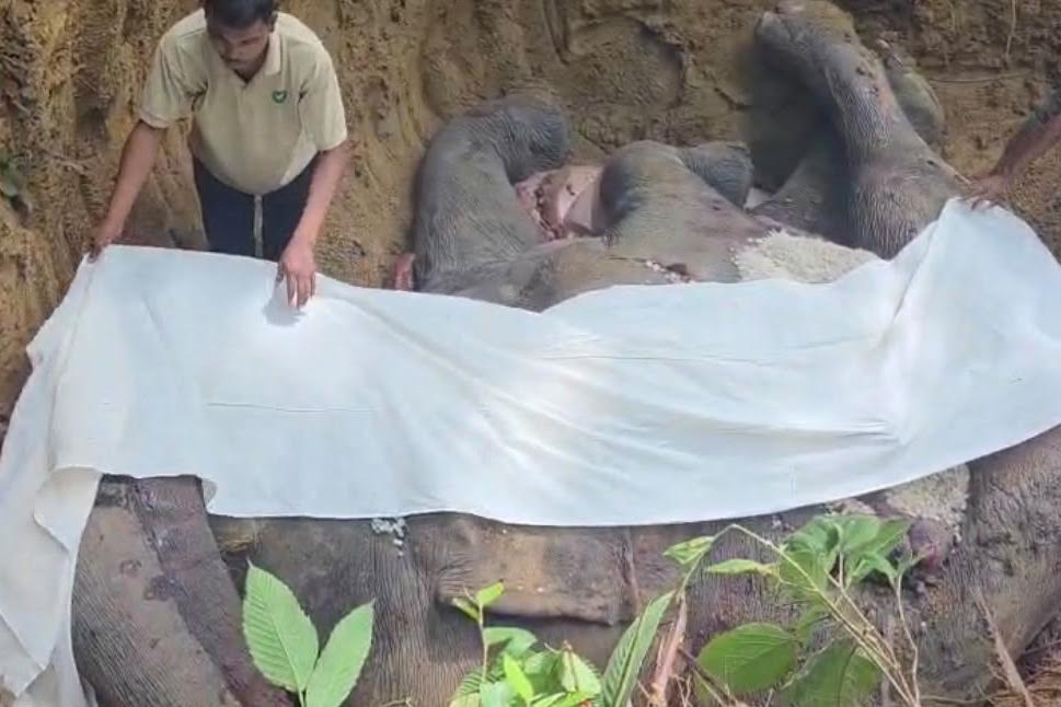 करेन्ट लागेर मर्‍यो जङ्गली हात्ती ‘रोनाल्डो’