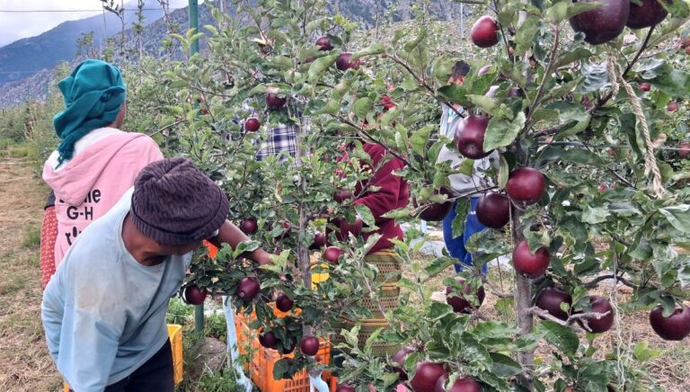 मार्फामा स्याउ टिप्ने र खाने उत्सवमा पर्यटकको घुइँचो