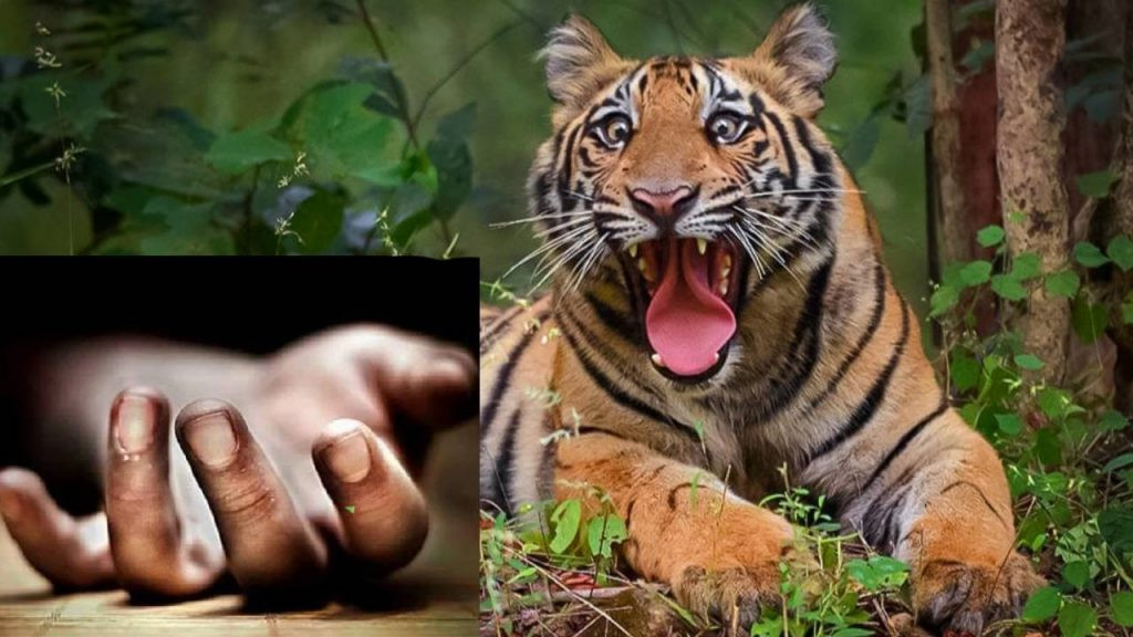 बाघको आक्रमणबाट एक जनाको मृत्यु