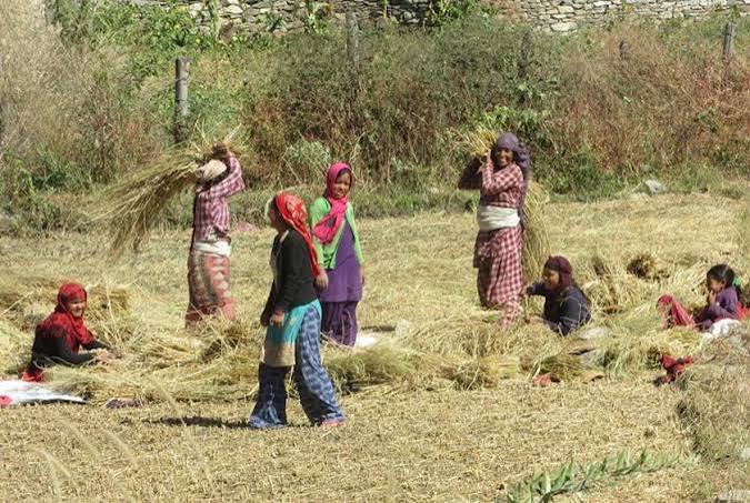 चाडपर्व मनाउन सस्तो दरमा धान बेच्दै किसान