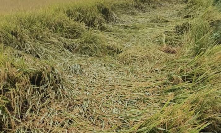 निरन्तर वर्षाले खेतमा पाकेको धान ढलेपछि…