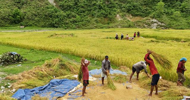 जुम्लामा मार्सीधान काट्ने चटारो