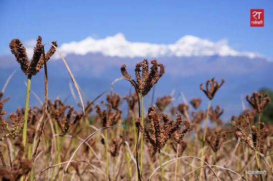 कोदो खेती घट्दो, पिठोको माग उच्च