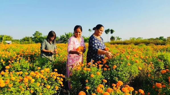 सामूहिक फूलखेतीबाट आम्दानी गर्दै शिवसताक्षीका महिला