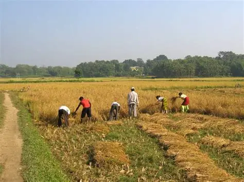 कात्तिक १५ गतेपछि मात्र धान भित्र्याउनु : कृषि विकास कार्यालय