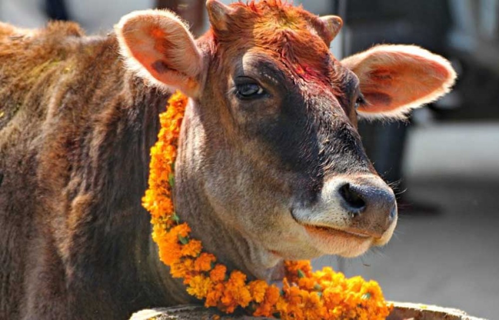 तिहारको पाँचौ दिन गाई,गोरु र कृषकको पूजा गरिँदै