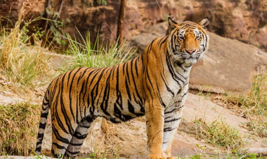 आगामी पुसमा बाघ गणना गरिने