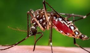 जापानिज ‘इन्सेफ्लाइटिस’बाट पाँच महिनामा छ जनाको मृत्यु