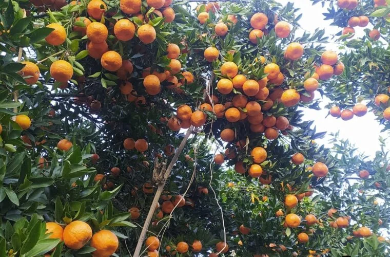 मौसमले साथ दिँदा सुन्तला उत्पादनमा वृद्धि, यसवर्ष रु २६ करोड ९० लाख बराबरको बिक्री