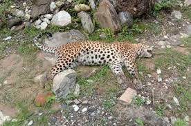 खोला किनारमा चितुवा मृत फेला