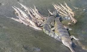 एक सय ३७ गोही प्रकृतिमा छाडियो