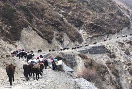 छेकम्पारवासी यार्सागुम्बा सङ्कलन गर्न लेकतिर