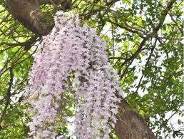 सिरहाको सलहेश फूलबारीमा भक्तजनको घुइँचो