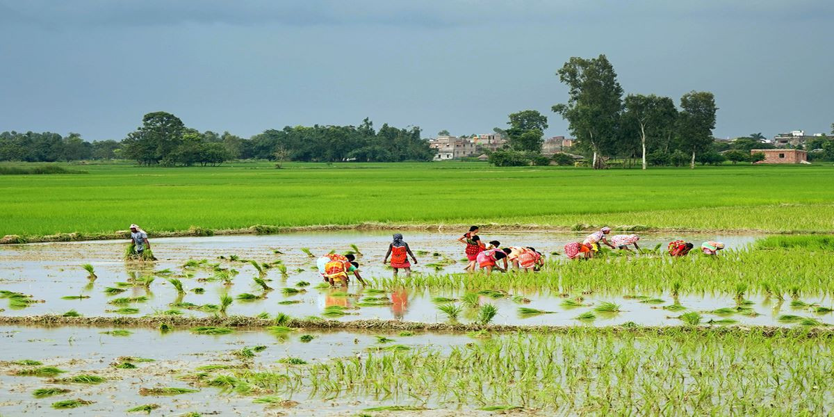 गण्डकीमा ७८ प्रतिशत रोपाइँ